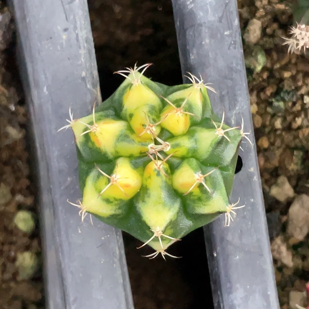 无花朵泰系神品侧，三角V背锦