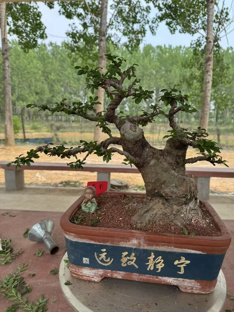 直播间盆景一物一拍请勿乱拍看好再拍