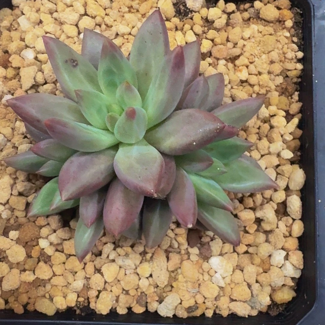 水晶球 3头 一物一拍