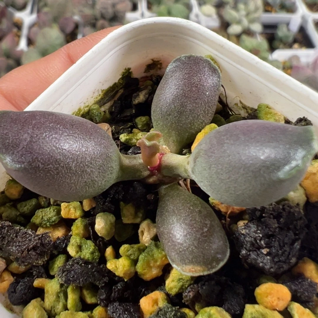 w艺妓海豹多肉植物水泡