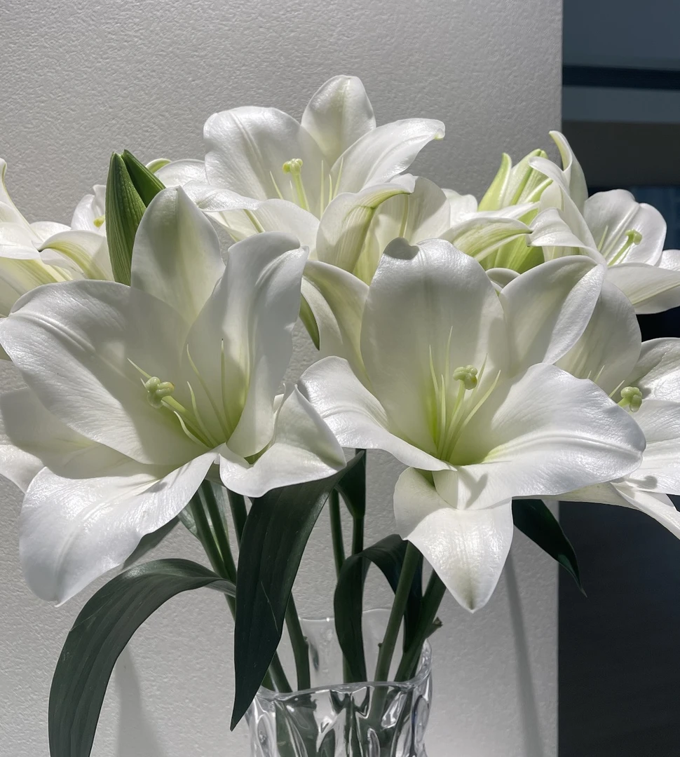 【白铁炮】A级白色单瓣香水百合 茉莉花茶香 鲜插花装饰 顺丰直发