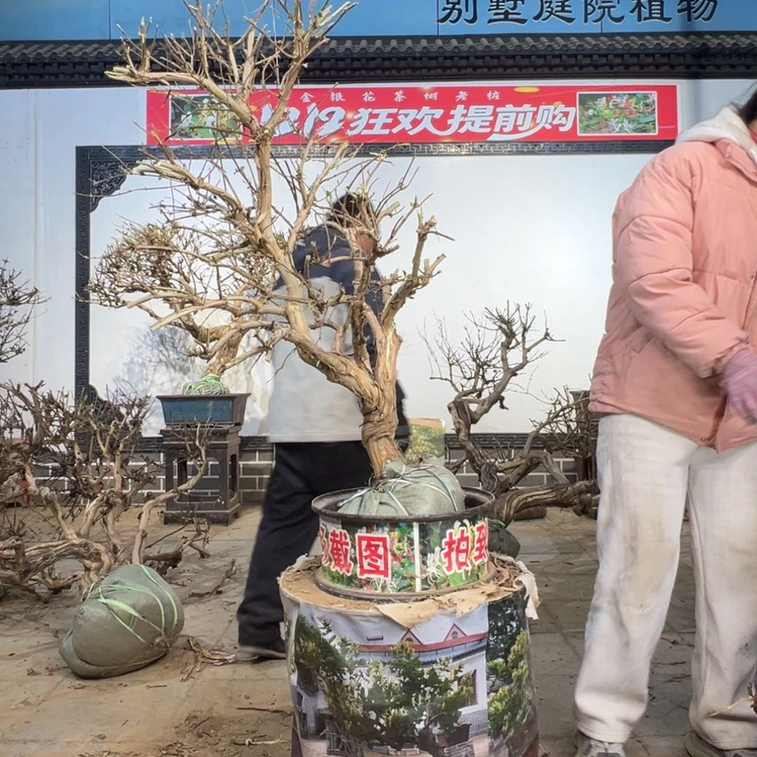 无花朵金银花8888