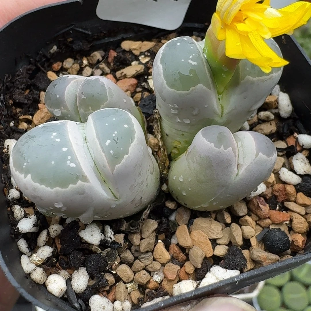 621多肉哈哈哈哈哈哈哈