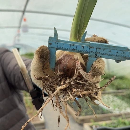 安吉拉4～5 开花包对版