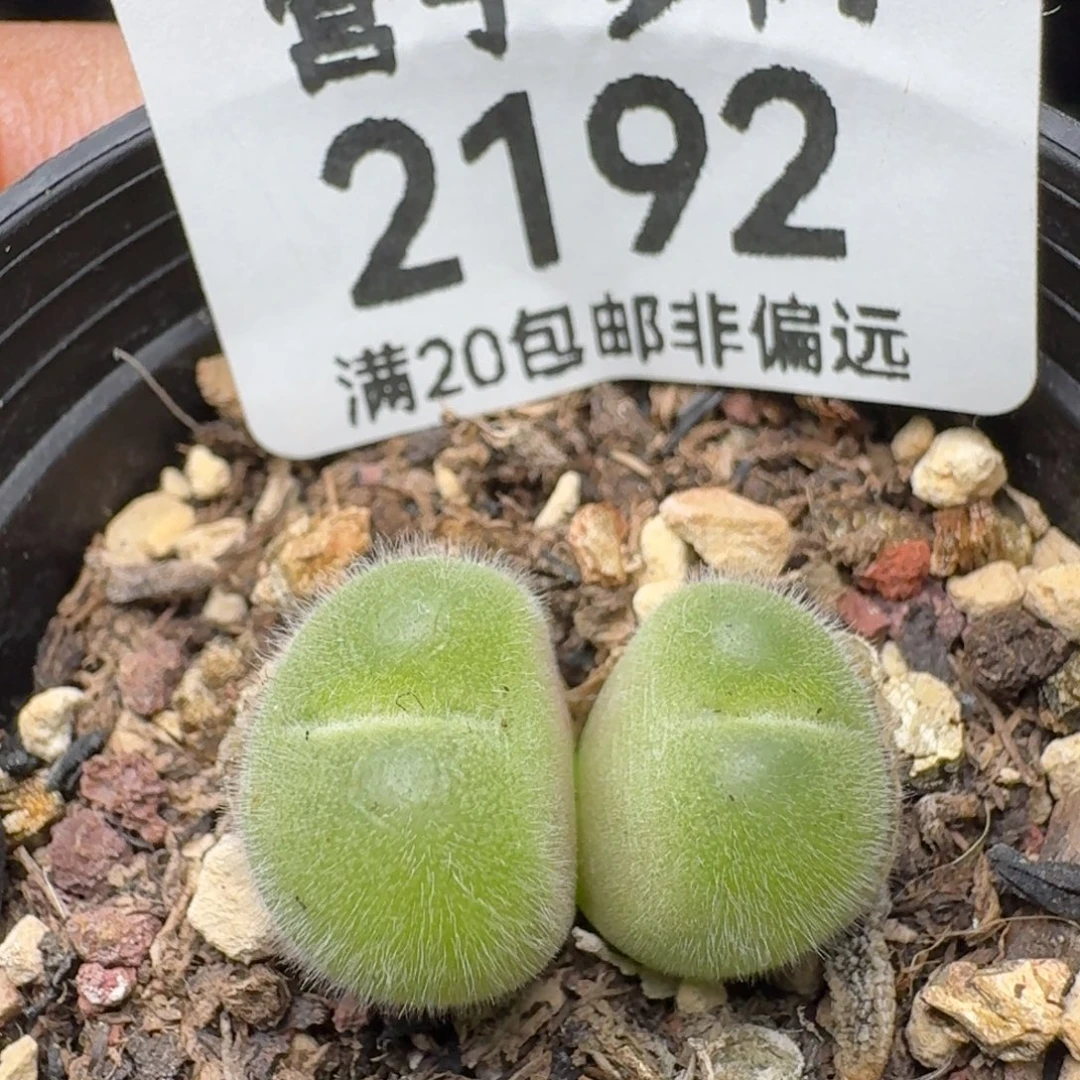 长毛带盆土。