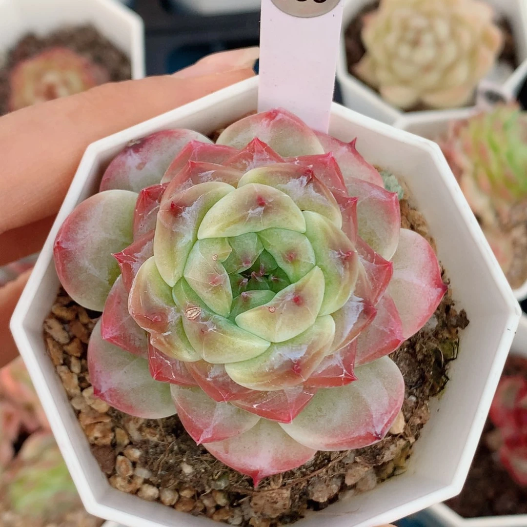 冰魄58包邮  群生不包整189