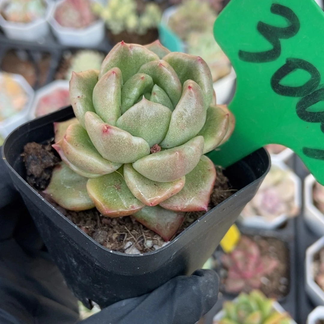 3003白玫瑰石化多肉植物