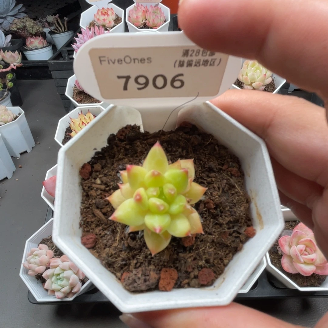 7906甲骨文3.5厘米