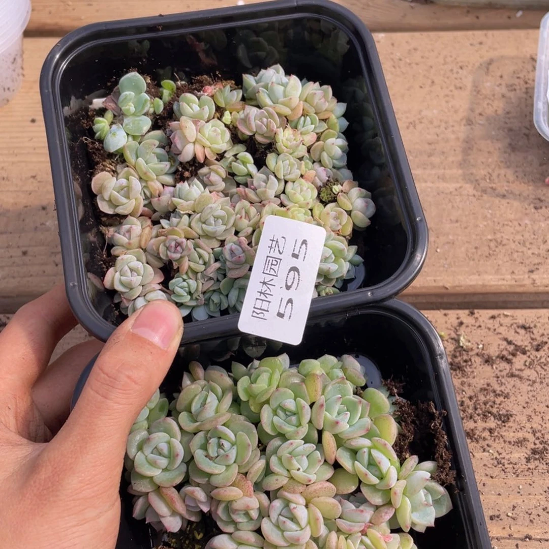 呀***！多肉植物多肉植物595