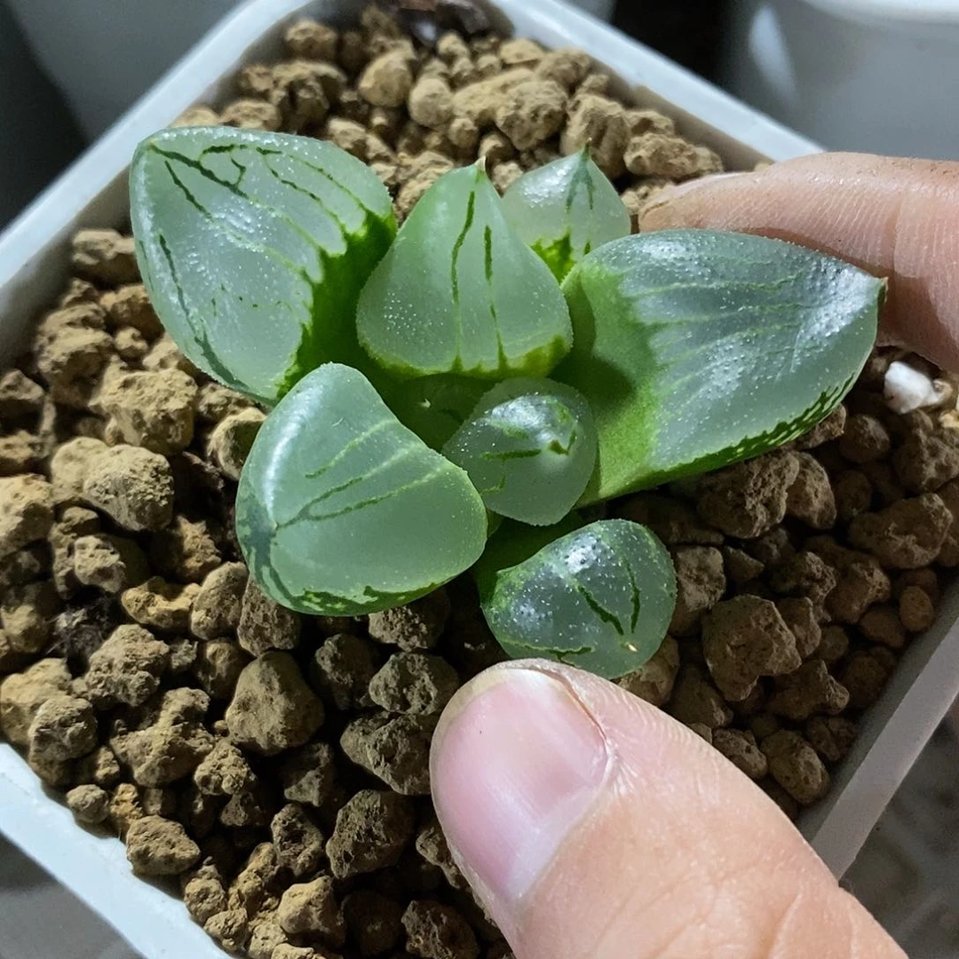 土*金207虞美人哈哈哈哈哈哈