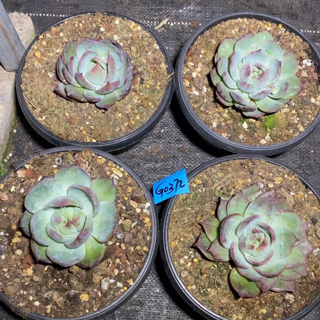 爱***猫多肉植物多肉植物0372四颗