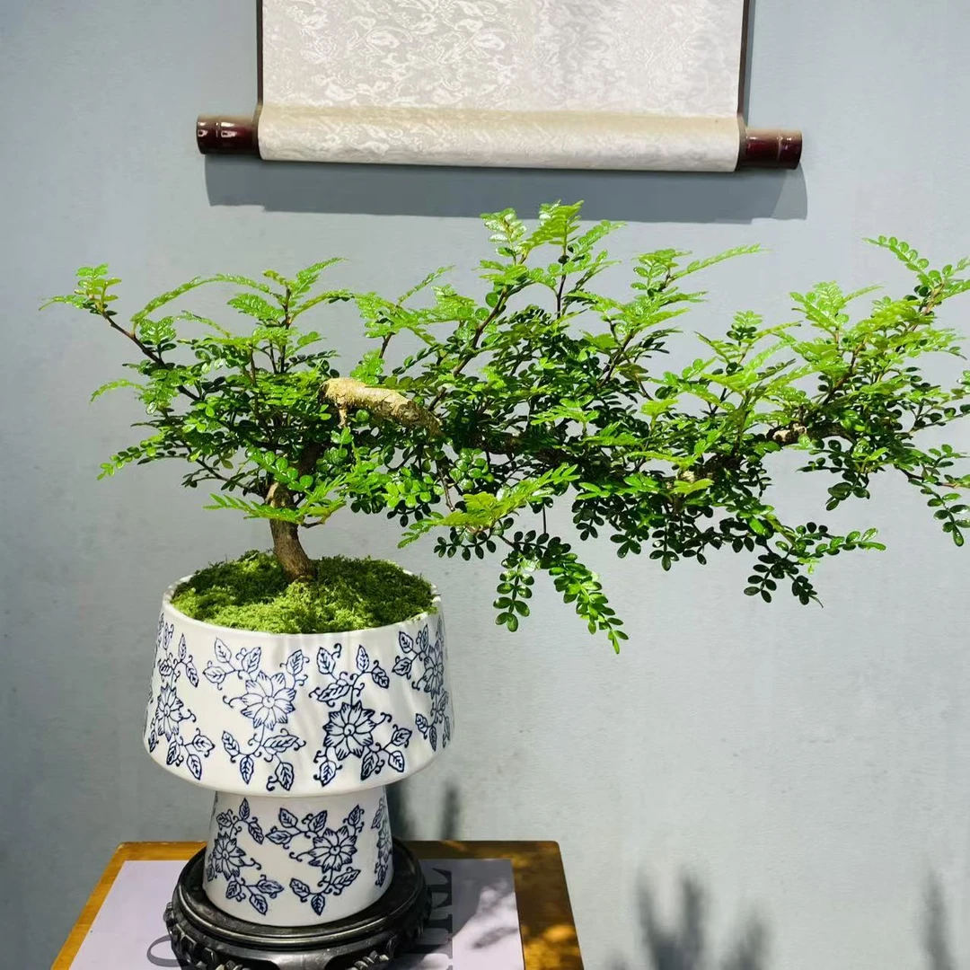 悬崖造型飘枝清香胡椒木+矮青瓷+接水盘