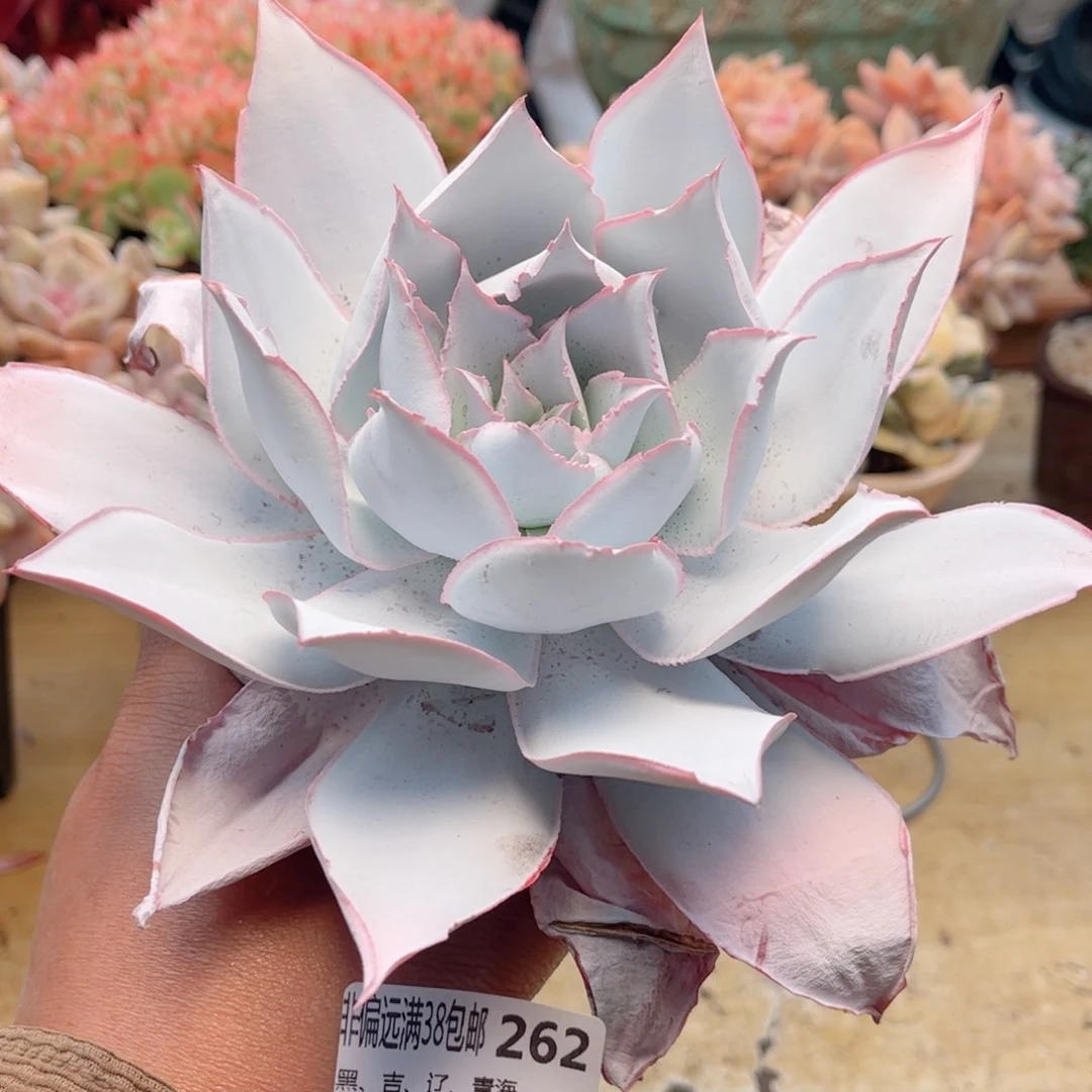 262广寒宫德华多肉