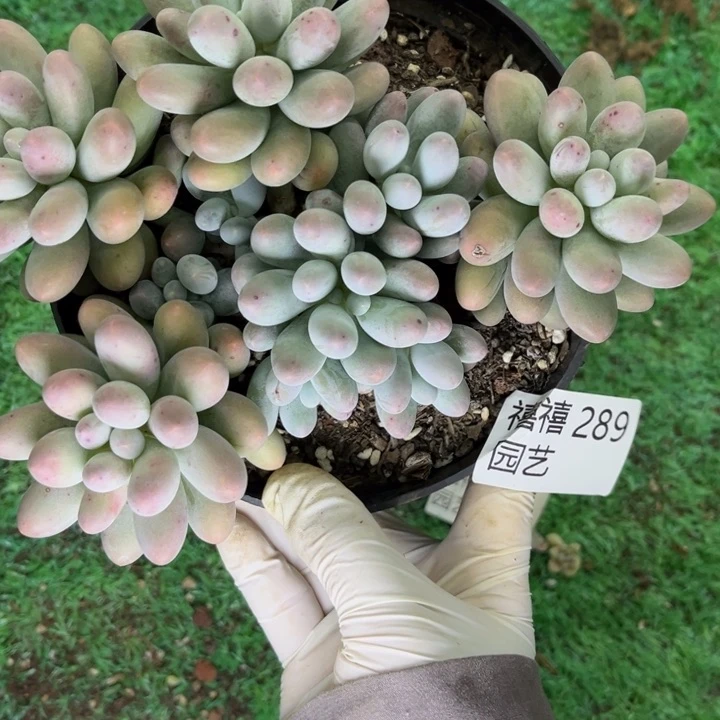 289汤圆多肉植物需要冷链