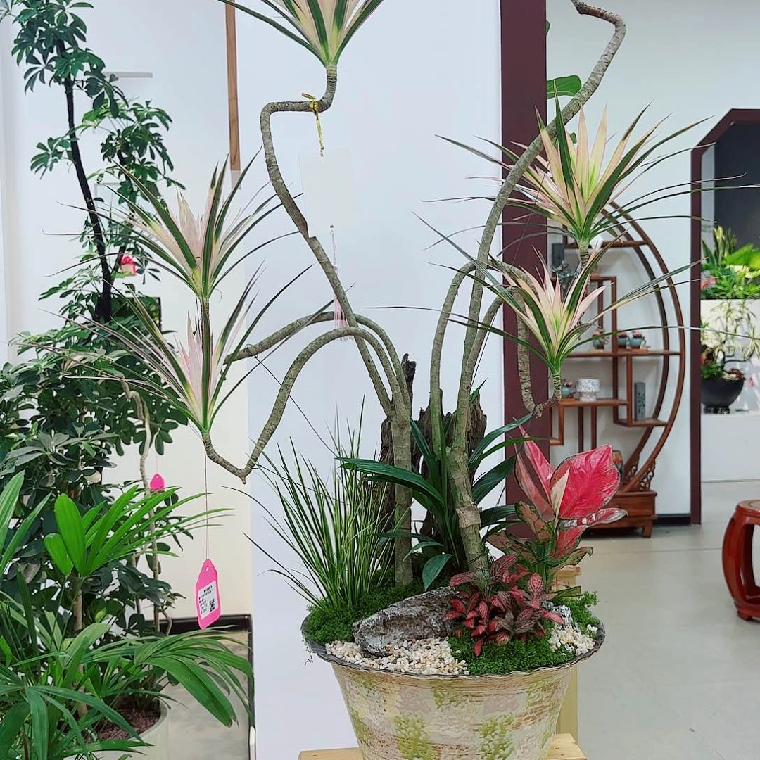 无花朵木**叚高端艺术盆景一物一拍