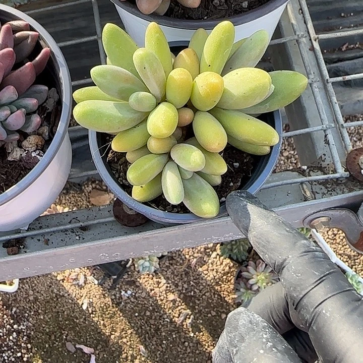 青蛙王子儿童牙膏11