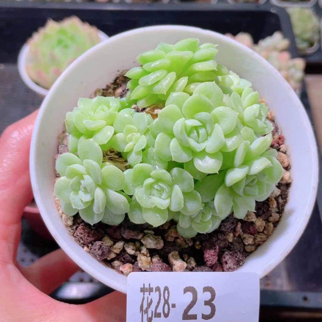 花利美28-23白天鹅