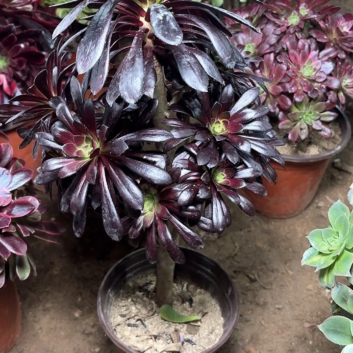 多肉植物法师墨法5