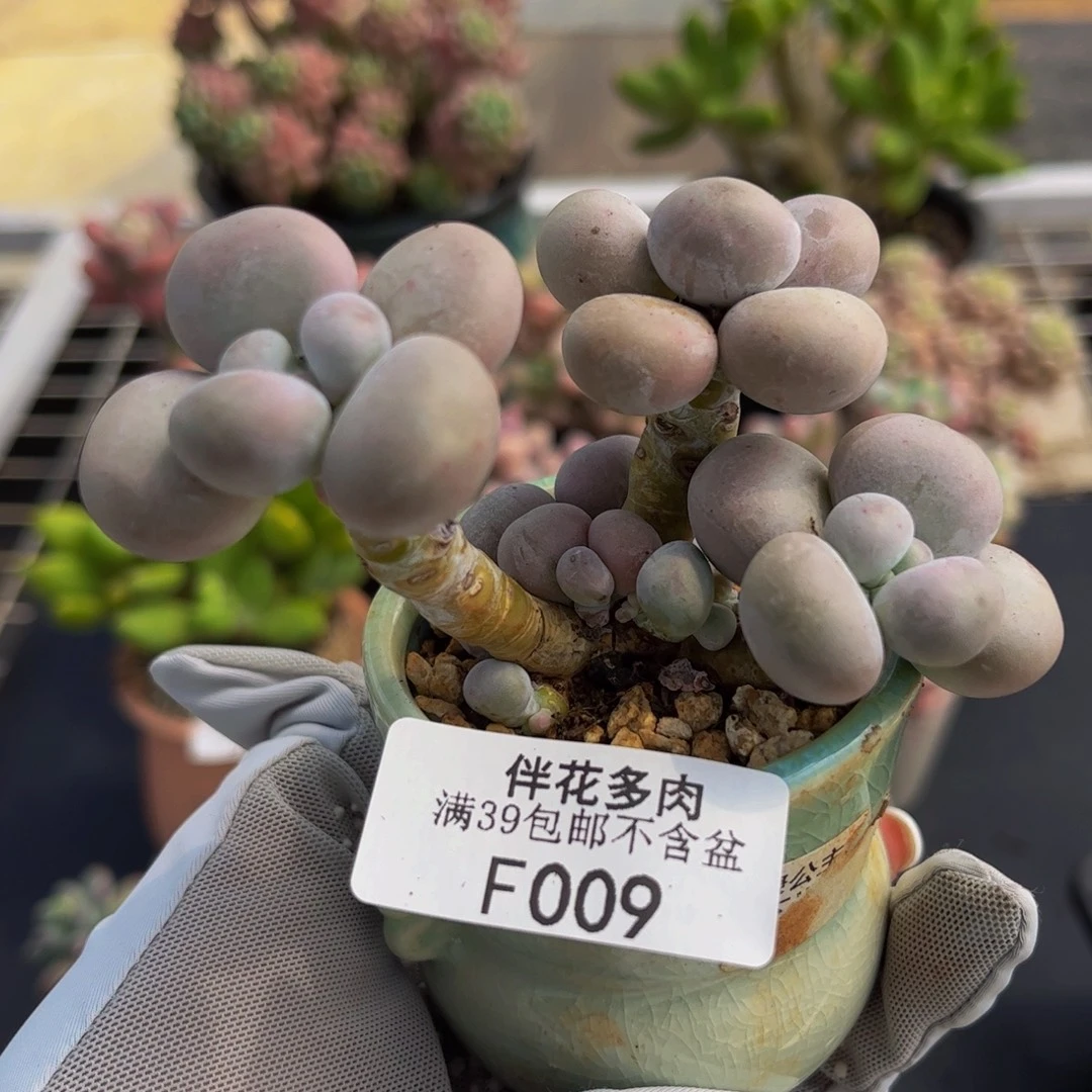 009-芭比奶多肉6cm