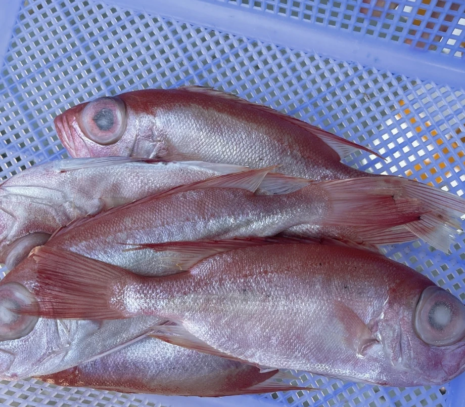 野生新鲜大眼鸡鱼3斤