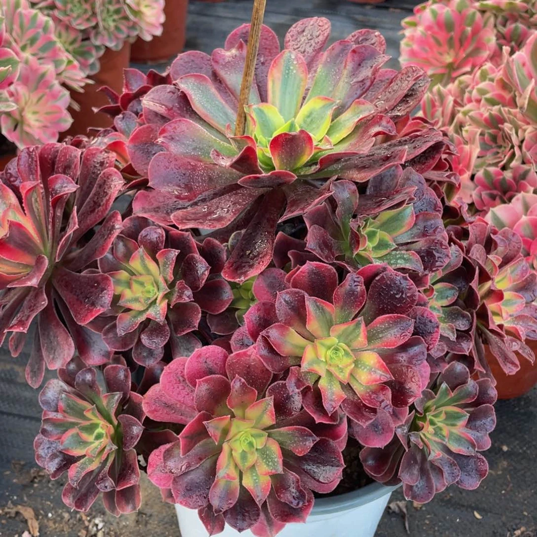 846美杜莎精品法师老桩