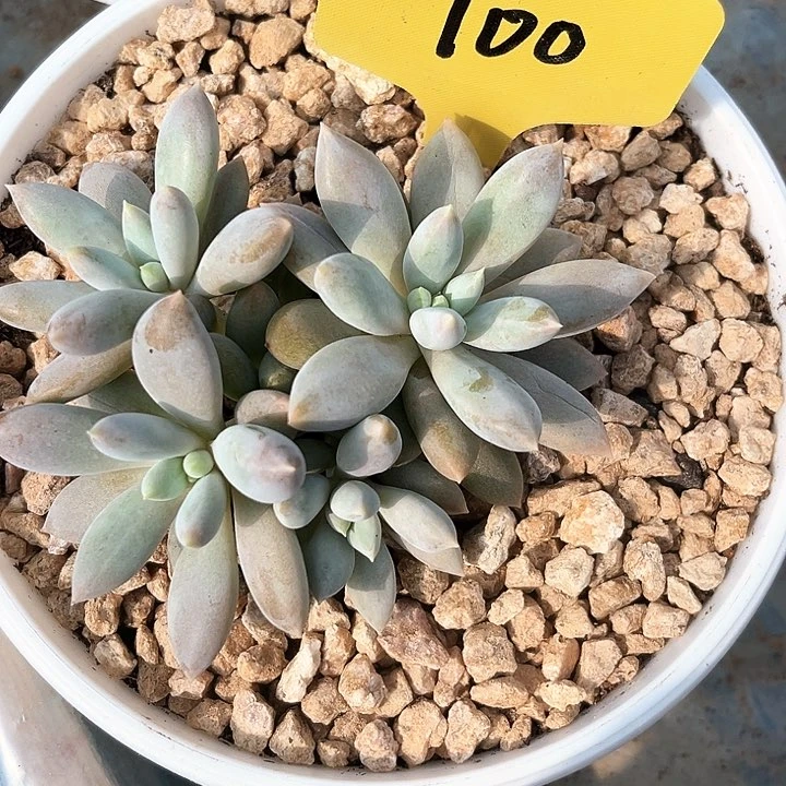 兰兰海体100号码牌子的话