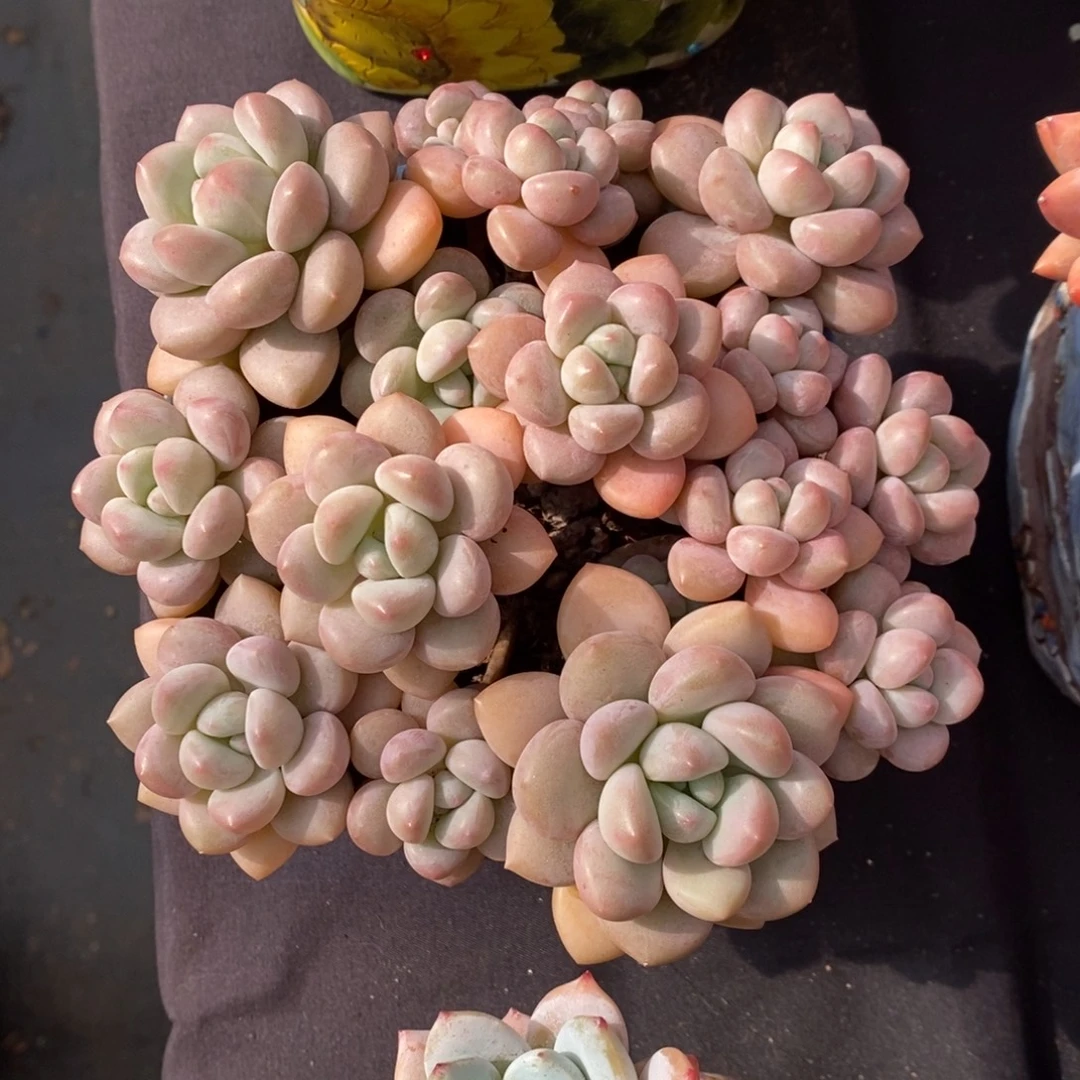 小***肥泡泡糖 一物一拍