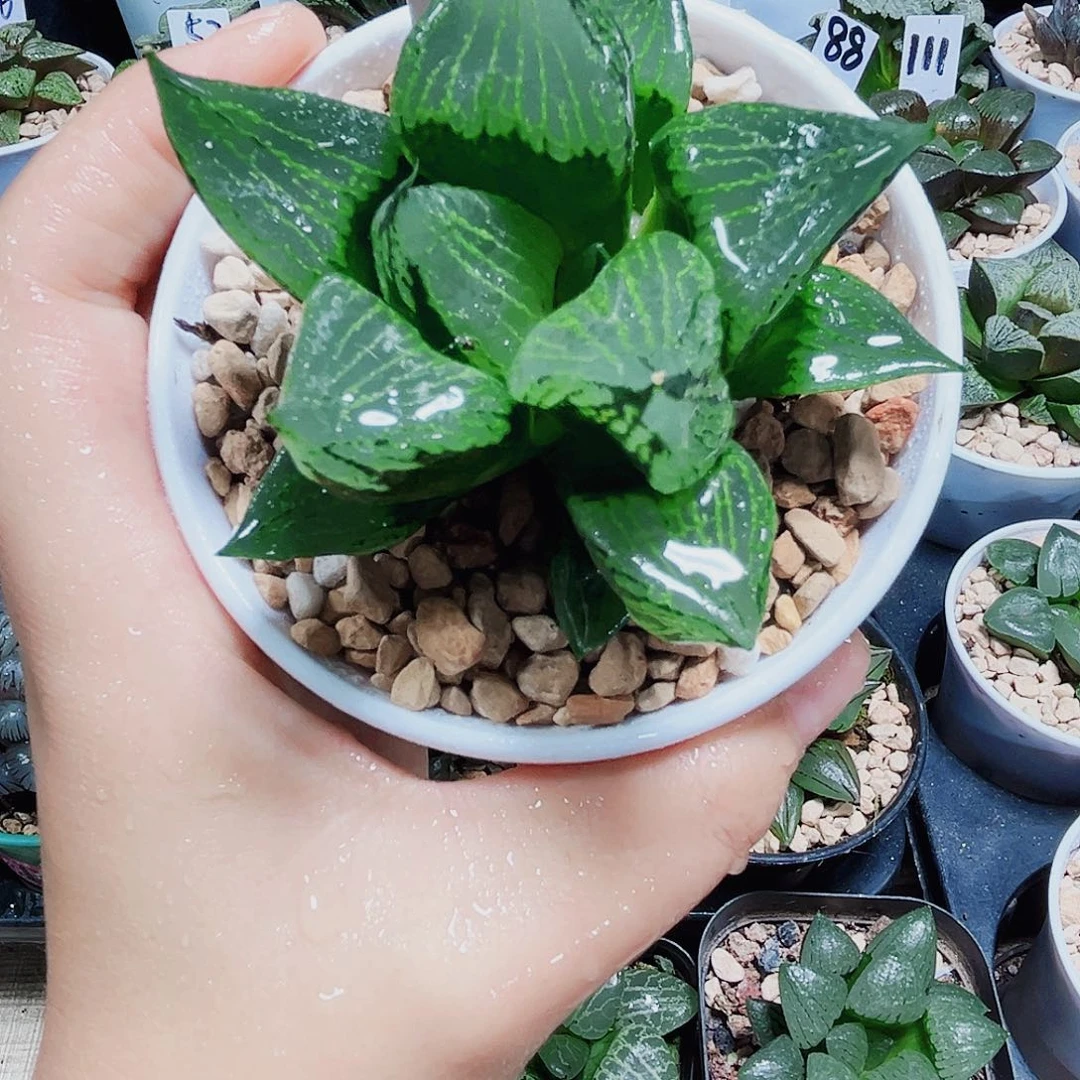 裹般若多肉植物66666