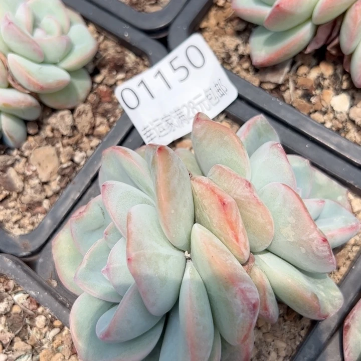 幸运的人和人之间