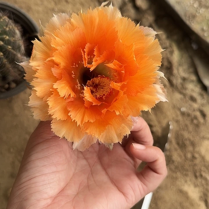 无花朵小***?带根彩草25