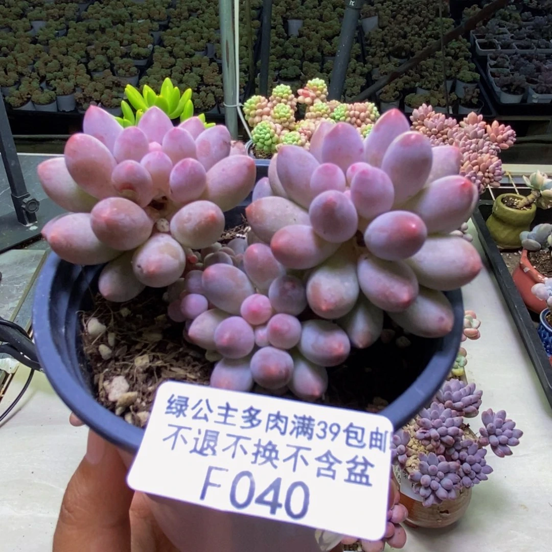 040香水手指奶多肉7cm