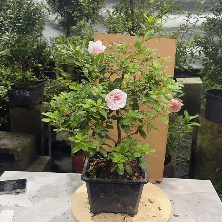 经***年完全开放心动黄金杜鹃花
