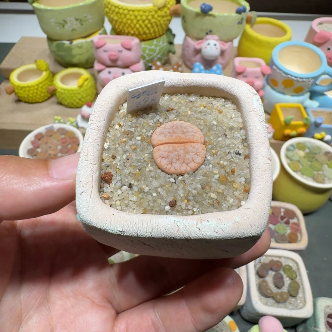 蘑菇321c309a拿铁拿铁