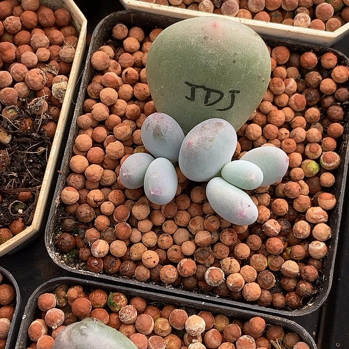 鸡蛋奶酪锦多肉植物