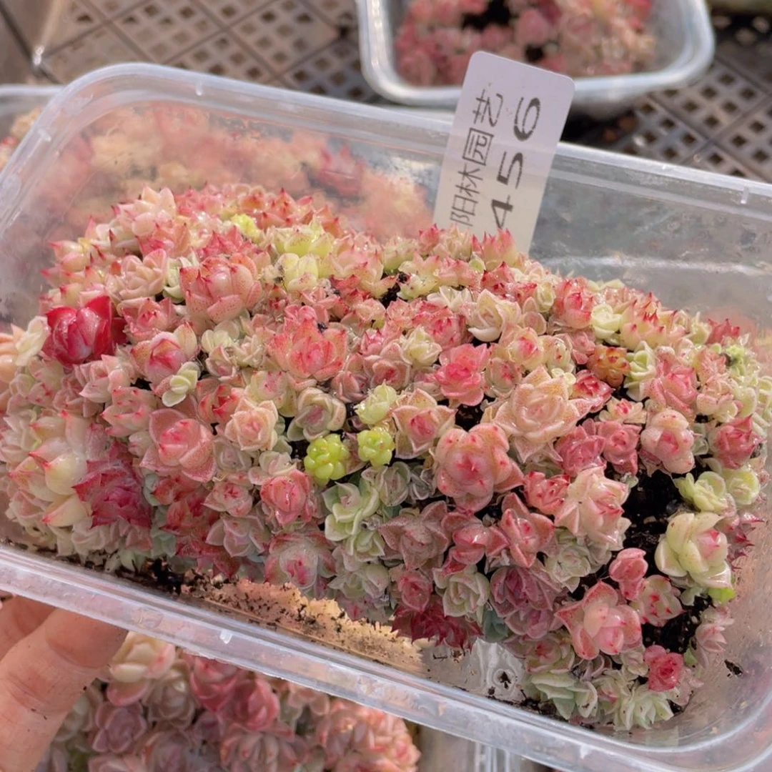 多肉植物多肉植物456