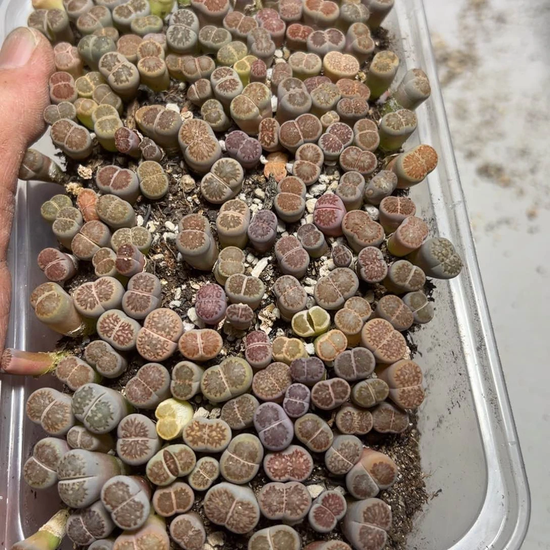 【闪购商品】 978。