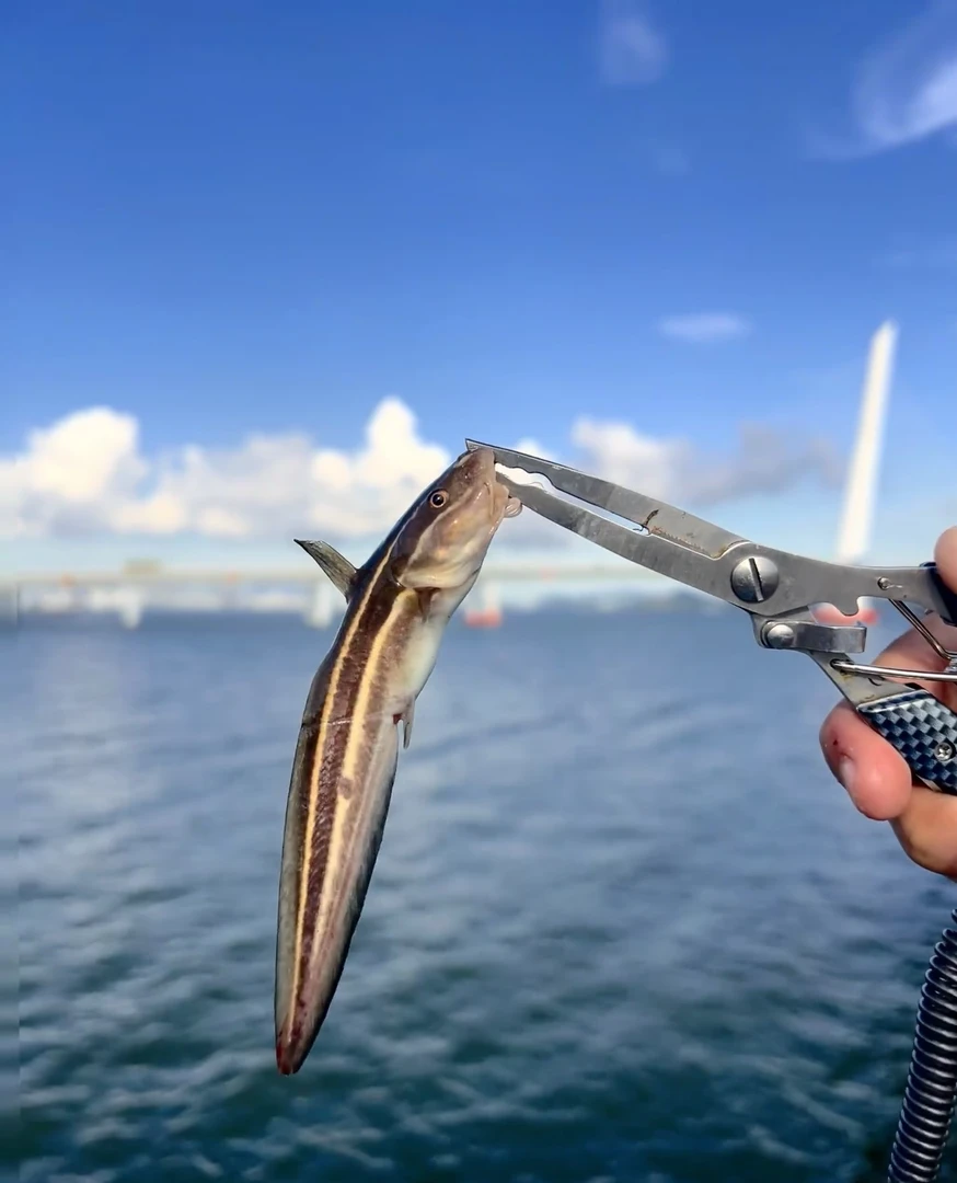 汕尾本港野生沙毛鱼 学名鳗鲶鱼 营养价值丰富 打汤超鲜甜