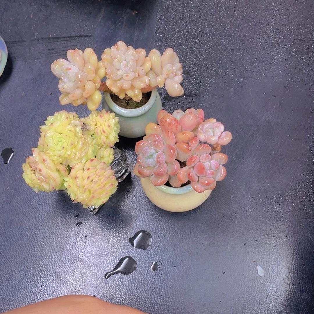 多肉无土栽培多肉植物