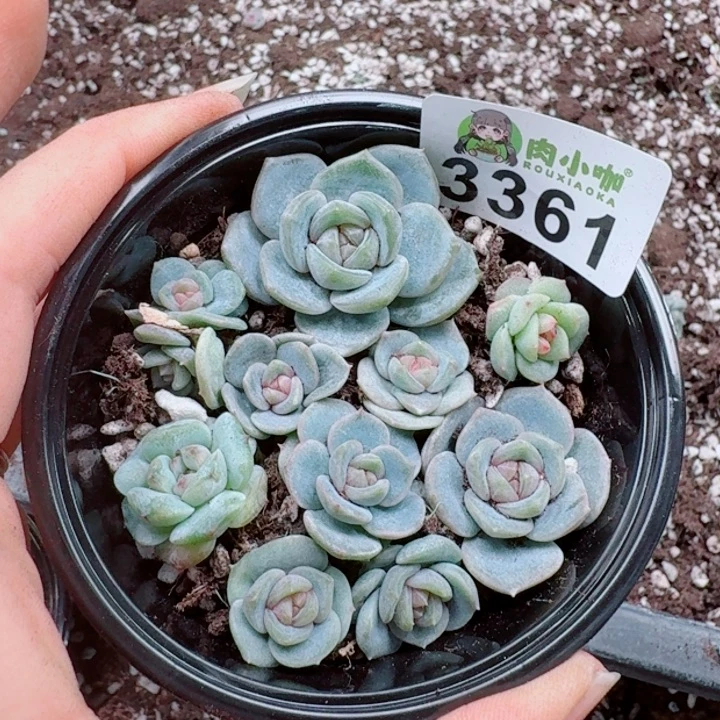 多肉植物多肉植物