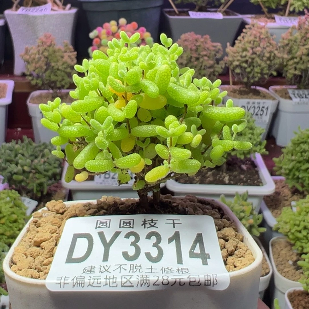 3314蜜橘糖球一物一拍