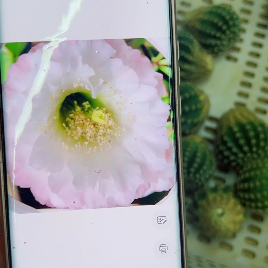 彩草白娇媚侧芽0000