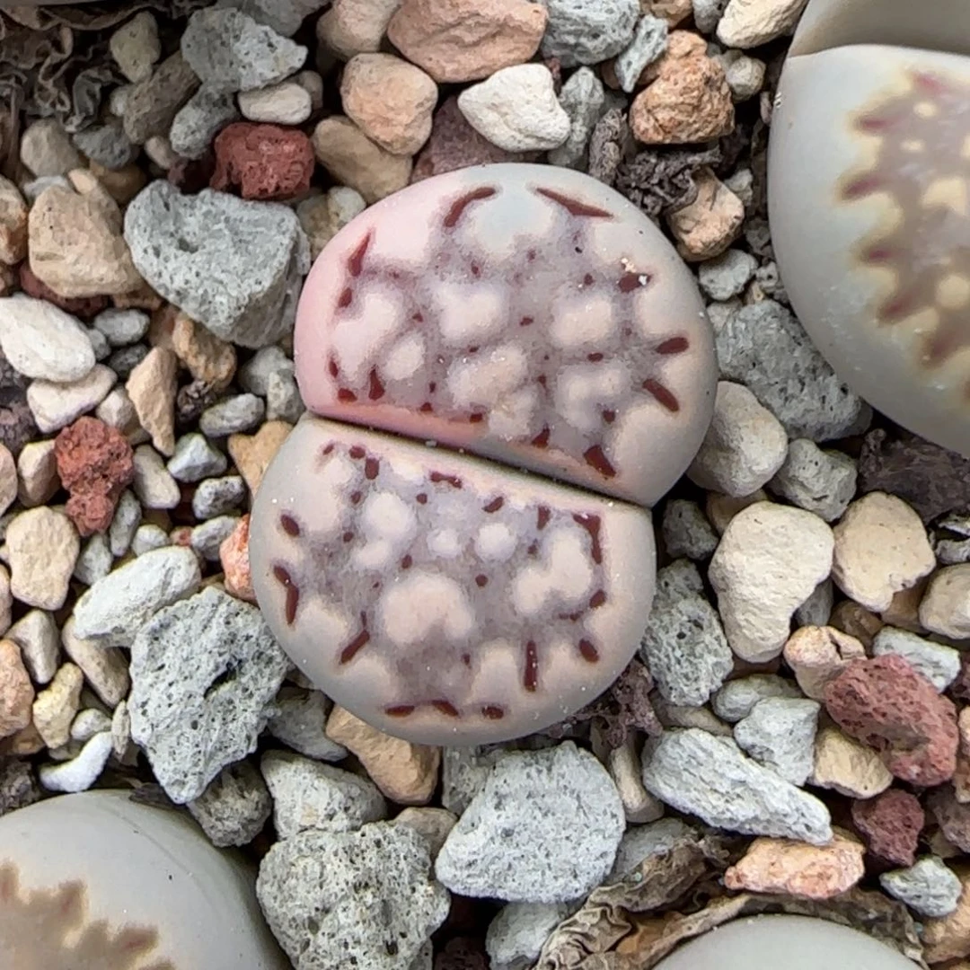 11.17。萌肉福来。8073