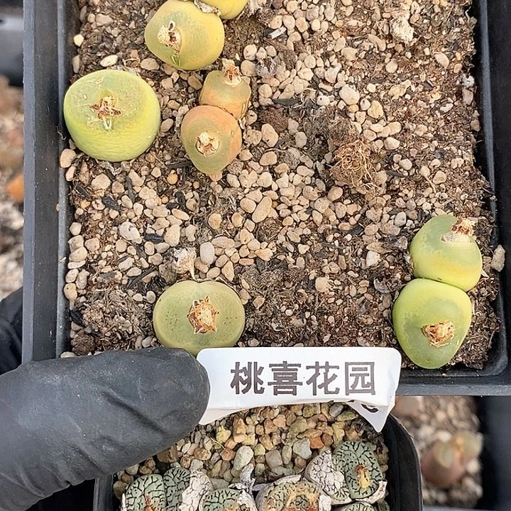 桃喜花园0130-116两盒