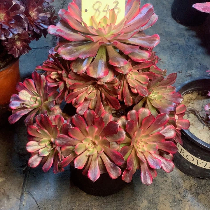 843十里红妆多肉一物一拍