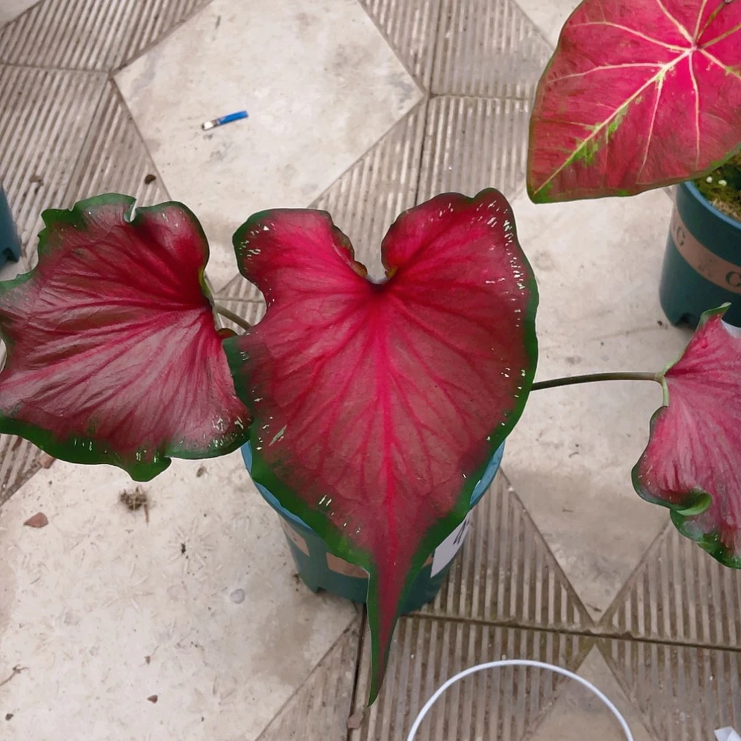 完全开放4070泰彩