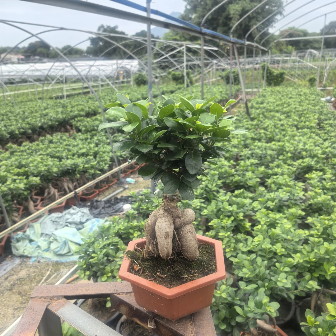 人参榕绿植盆栽榕树盆景中号20cm宽37cm高，每颗大小都有一些差别