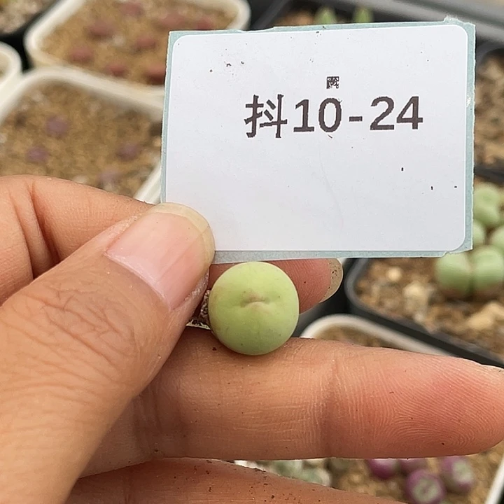 香*10-24肉锥多肉植物