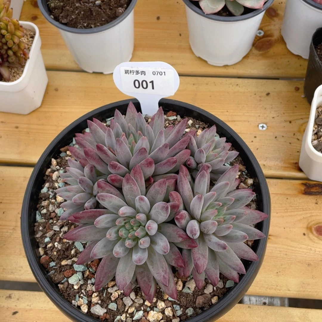 0701-01 群生虞美人脱土