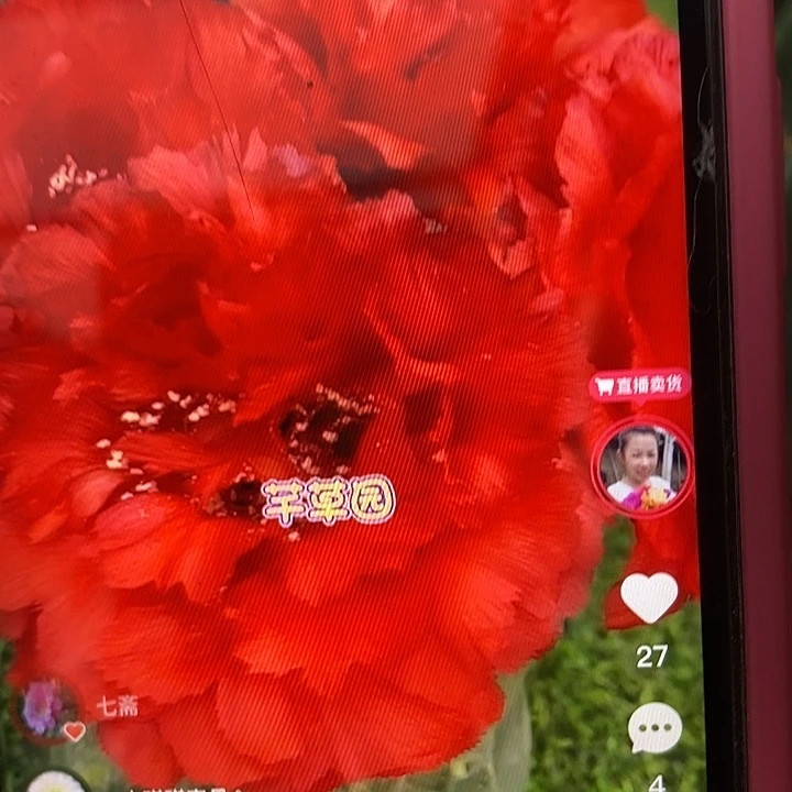 仙人掌嫁接大红重