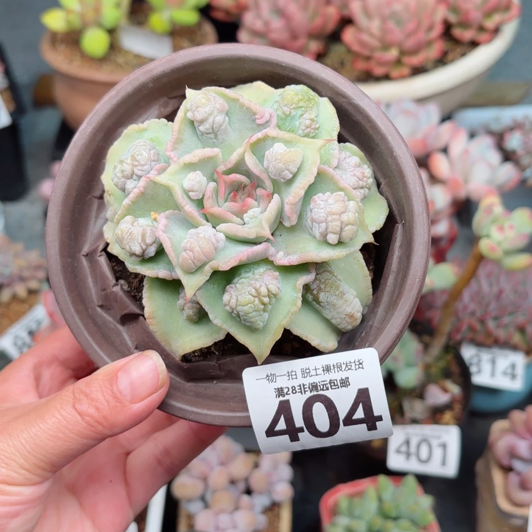 留财饺子皮无盆土发货